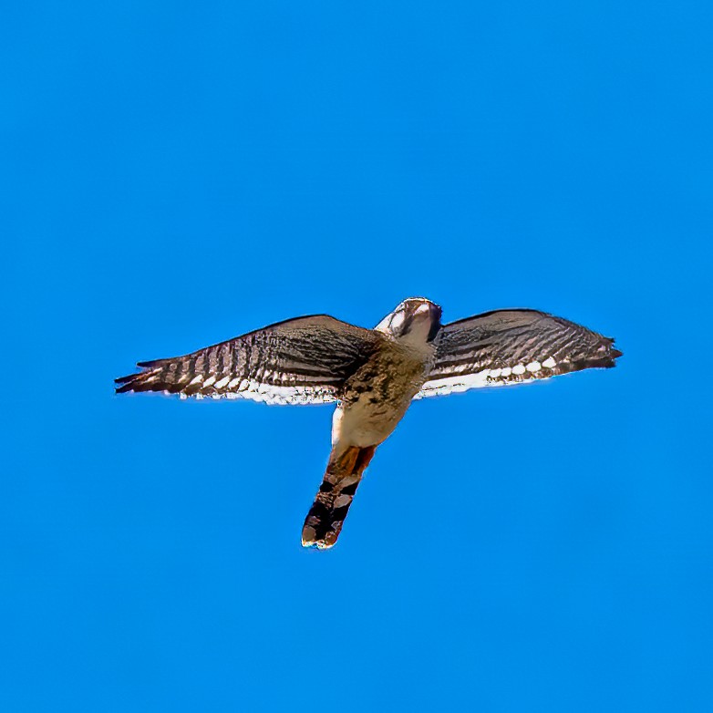 American Kestrel - ML470544901