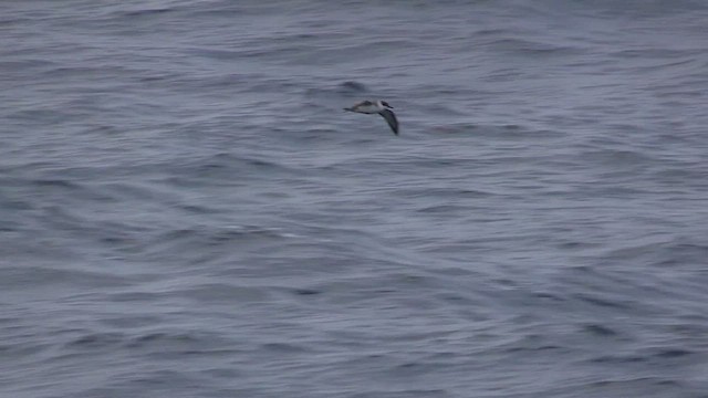 Great Shearwater - ML470545241