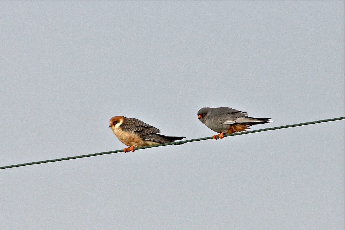 Red-footed Falcon - ML47054561