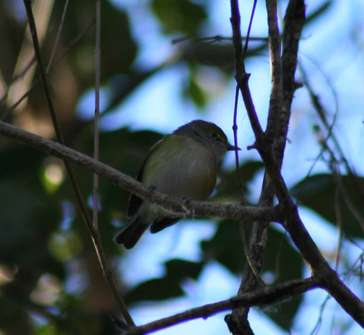 White-eyed Vireo - Paul Sellin