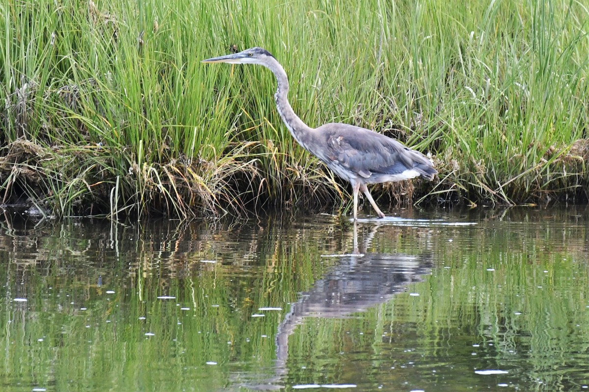 Great Blue Heron - ML470547911