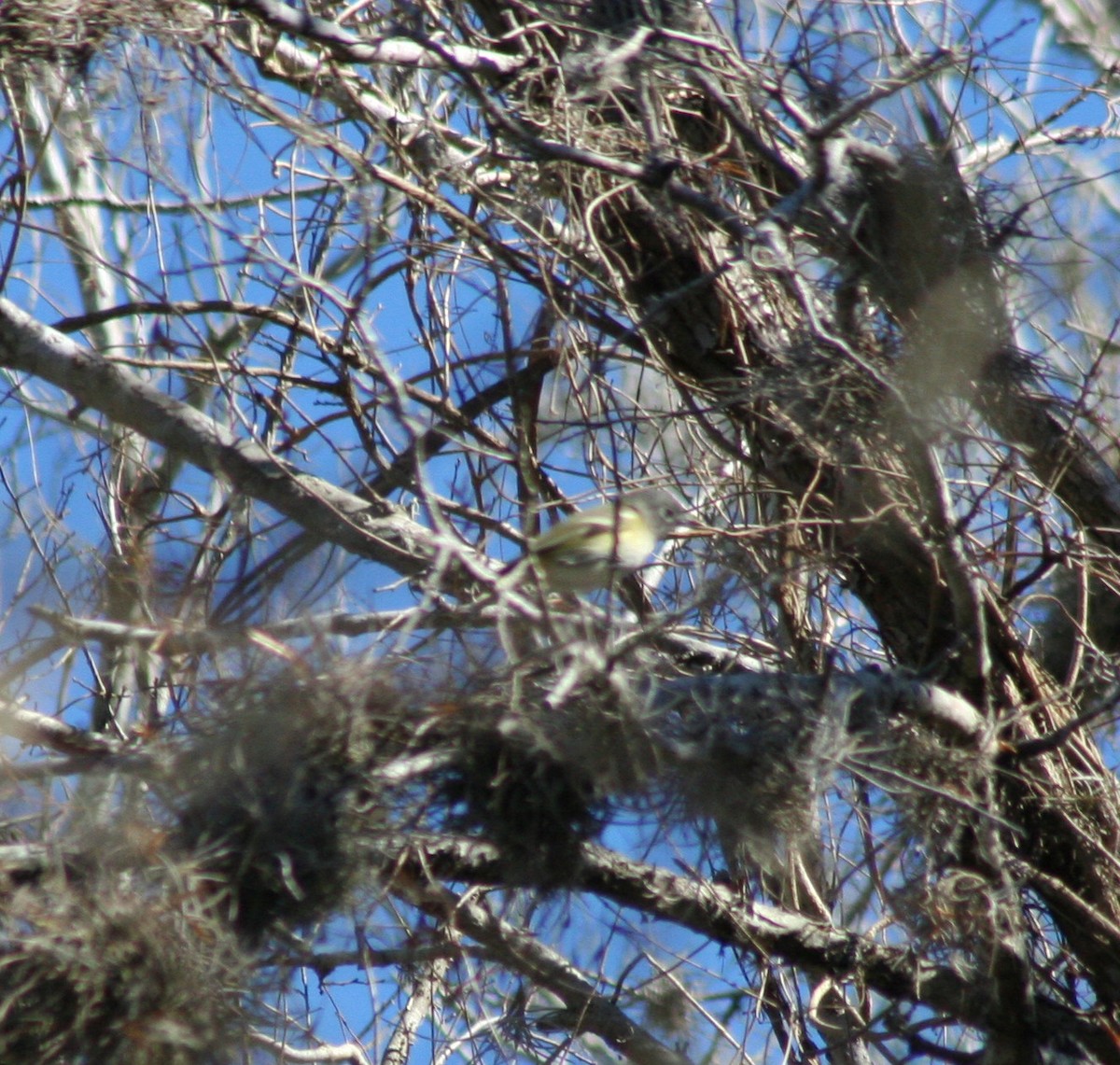 Vireo Solitario - ML47054831