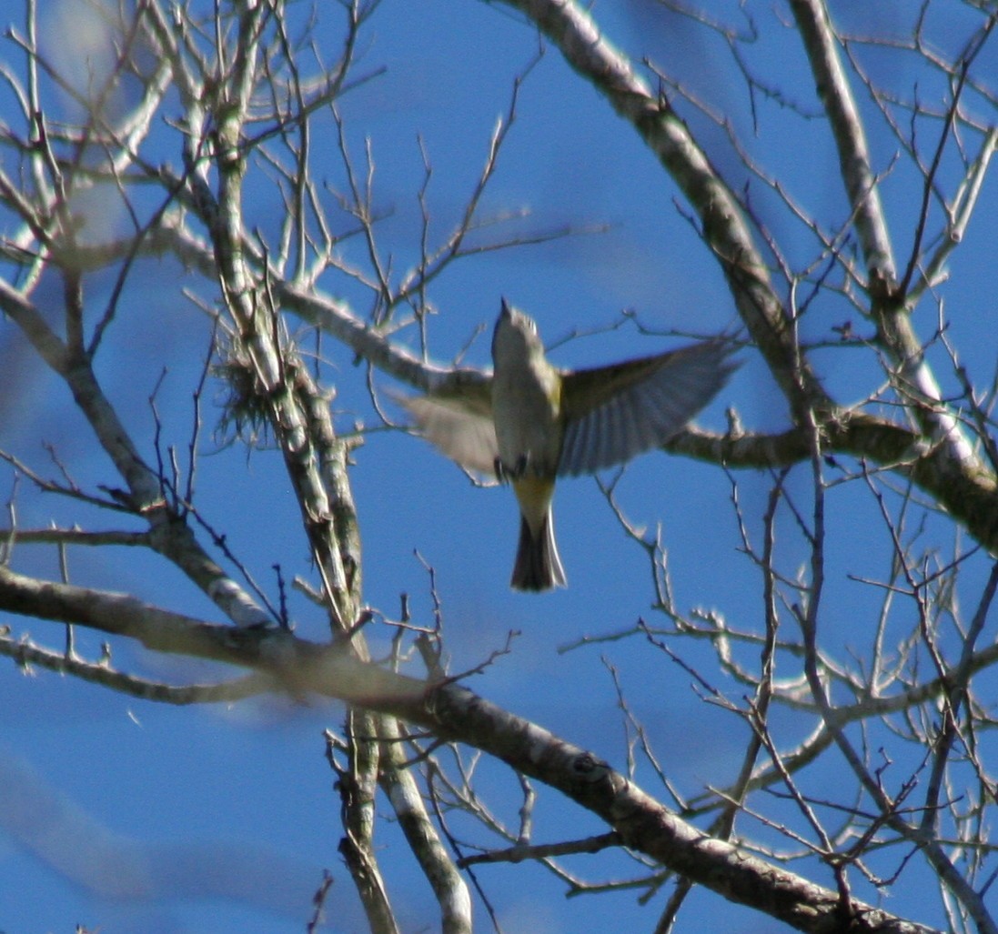 Mavi Başlı Vireo - ML47054961