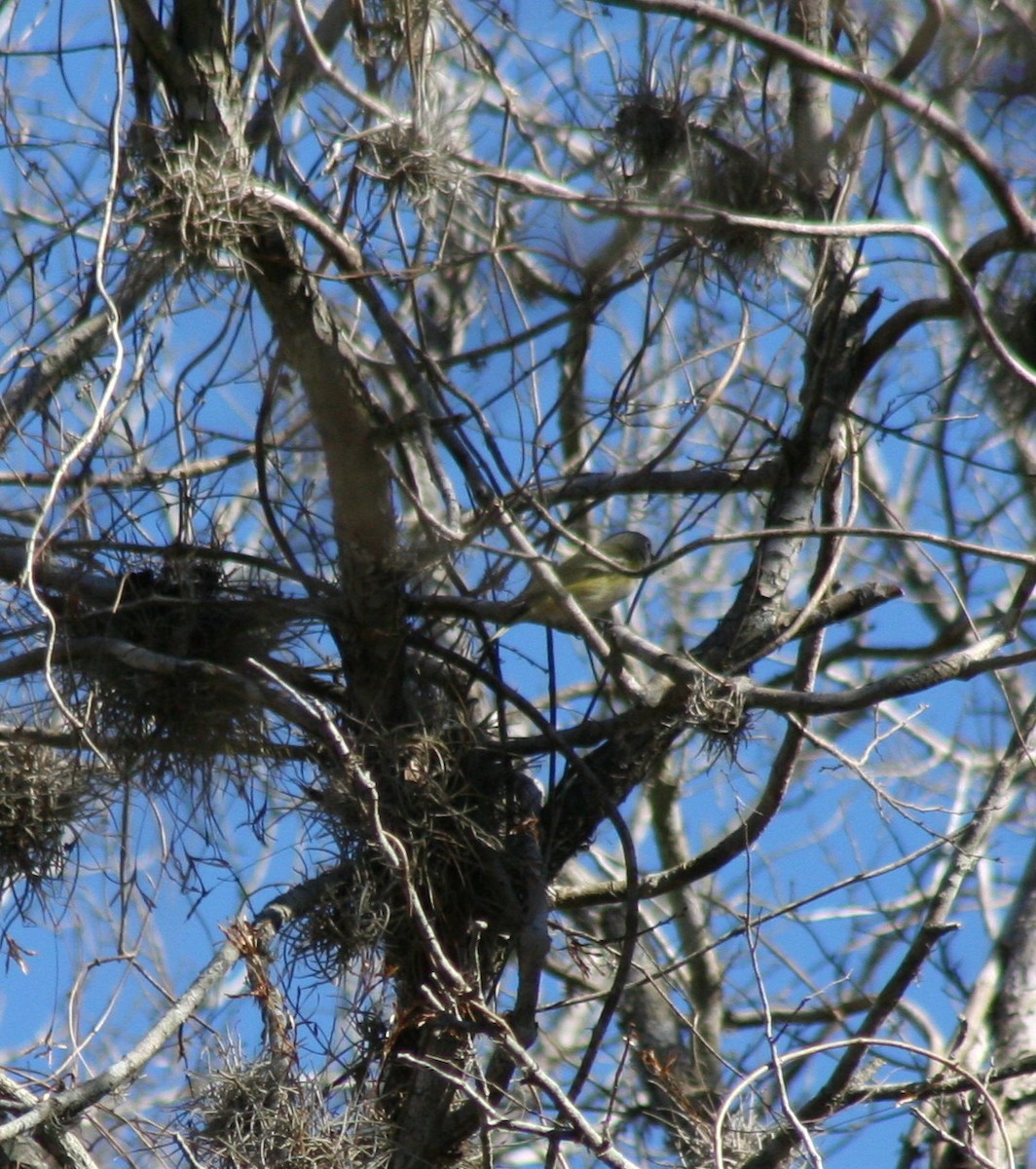 Blue-headed Vireo - Paul Sellin