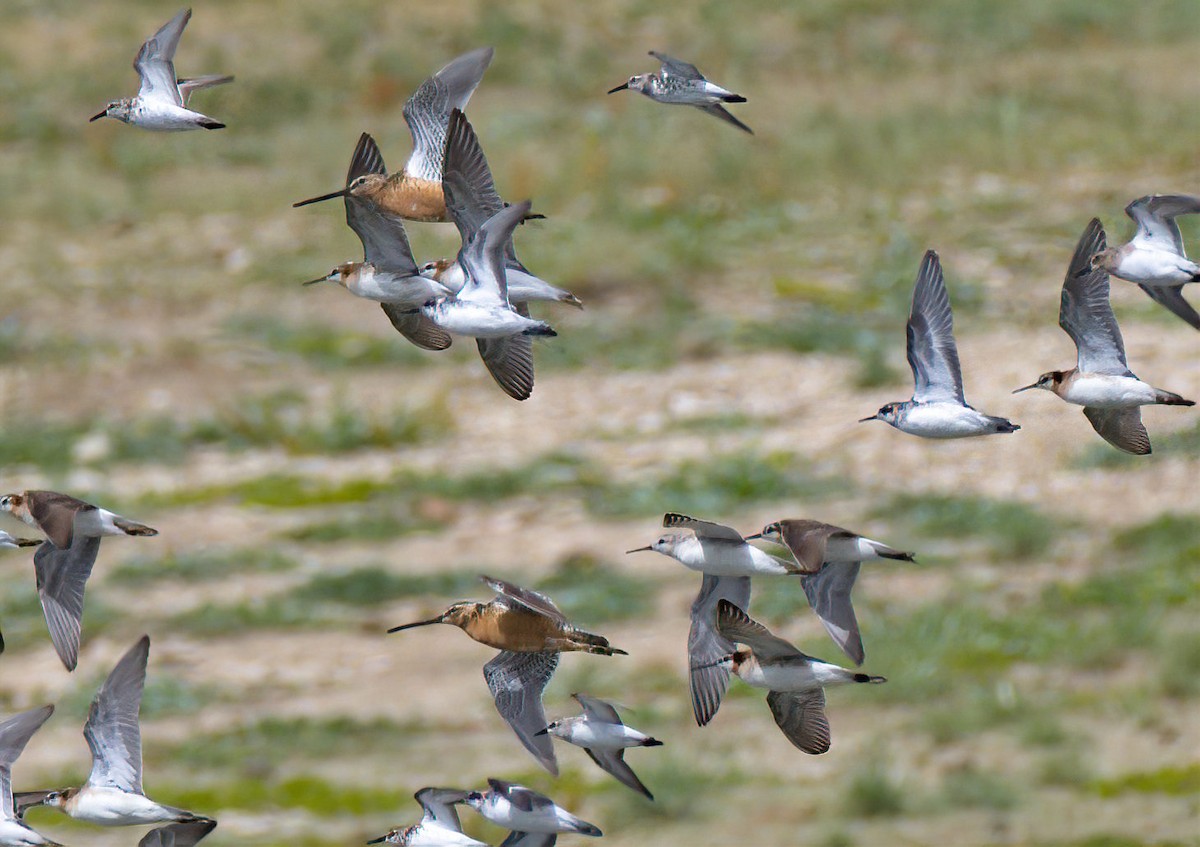 Long-billed Dowitcher - ML470551851