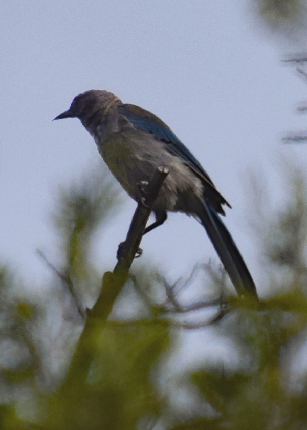 Woodhouse's Scrub-Jay - SME Webb