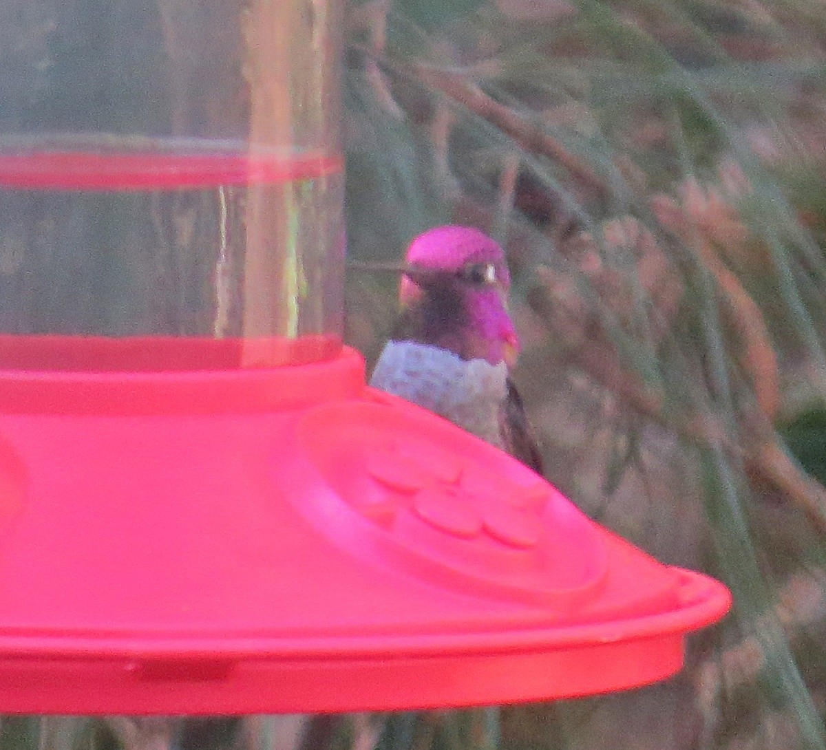 Anna's Hummingbird - Dwayne Martin