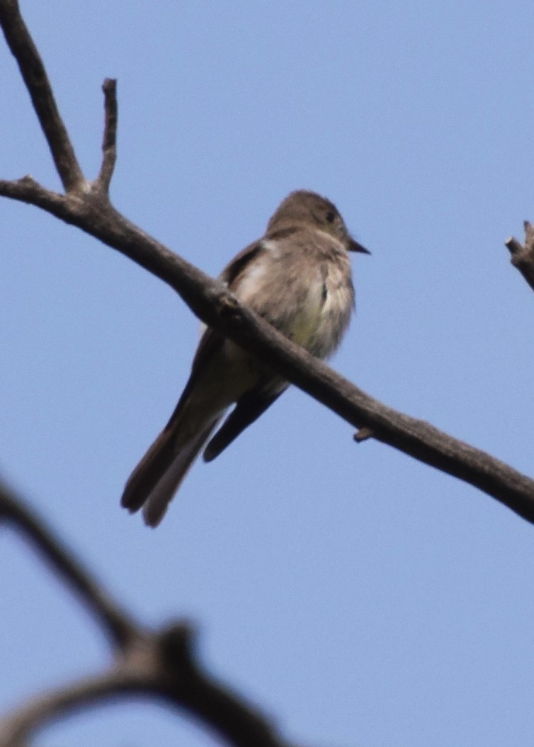 Western Wood-Pewee - ML470552761