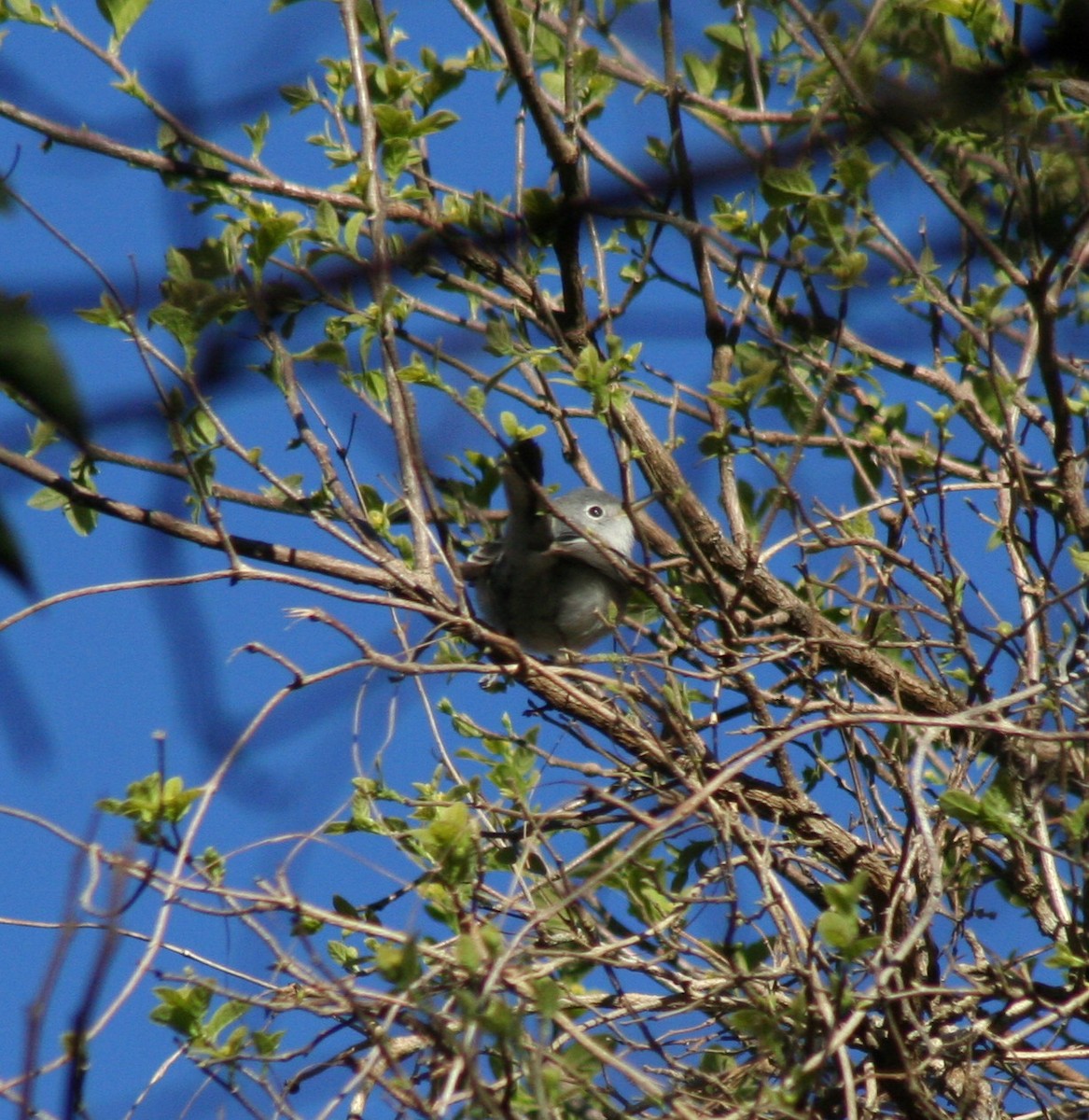 Blue-gray Gnatcatcher - ML47055381