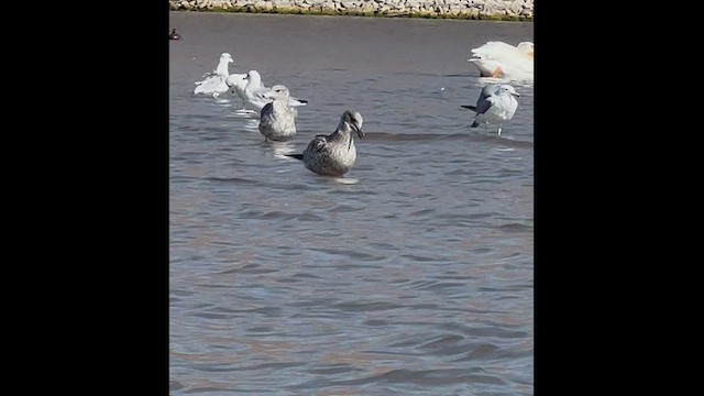 Gaviota Californiana - ML470553831