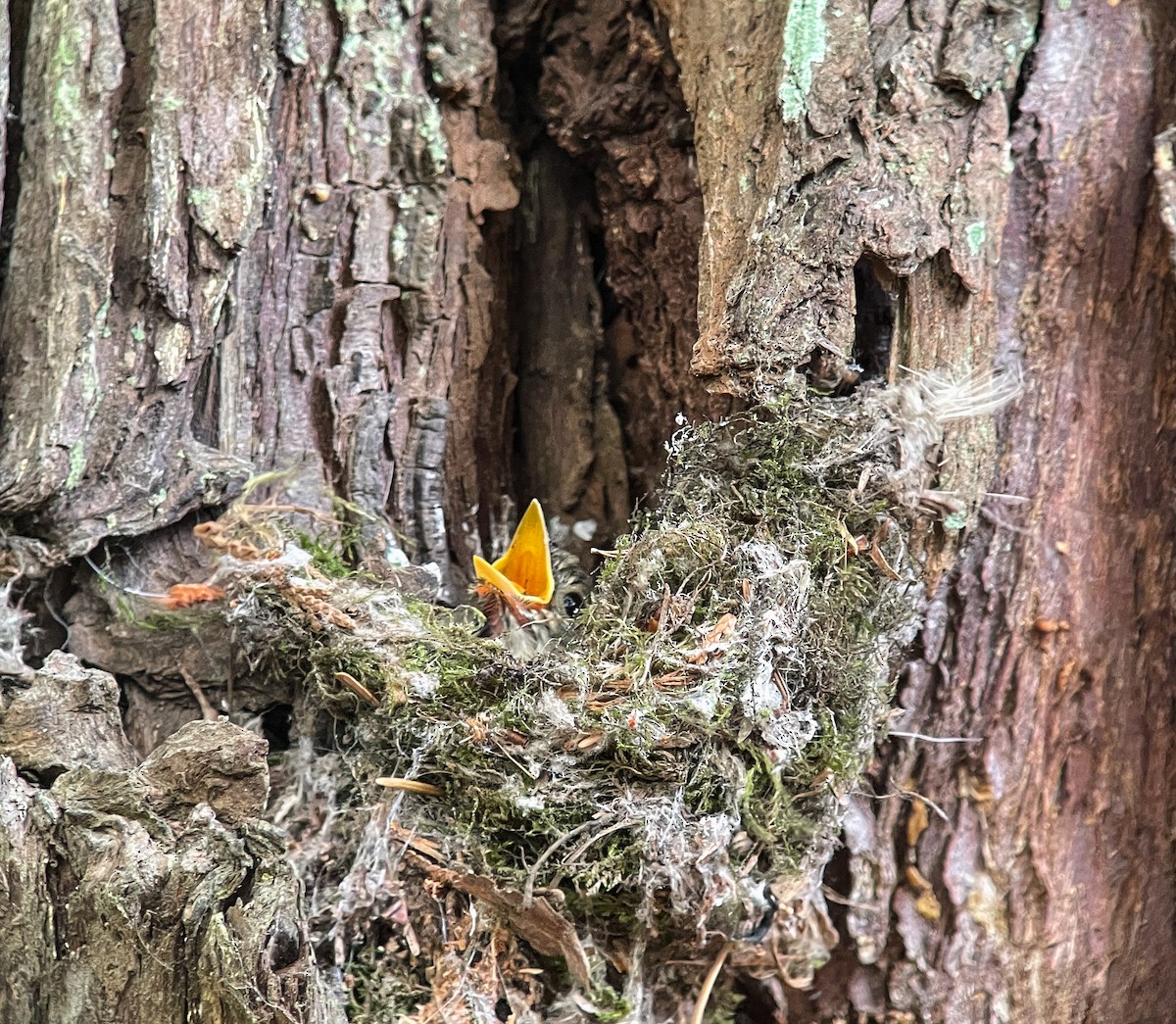 Western Flycatcher (Pacific-slope) - ML470554771