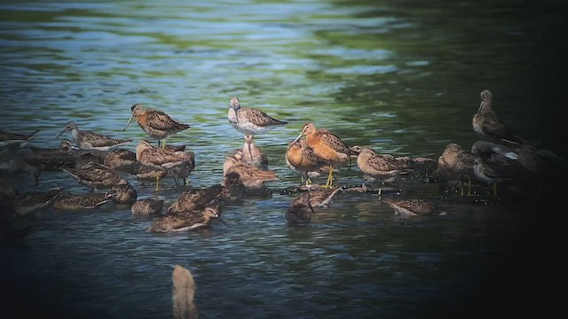 Long-billed Dowitcher - ML470554801