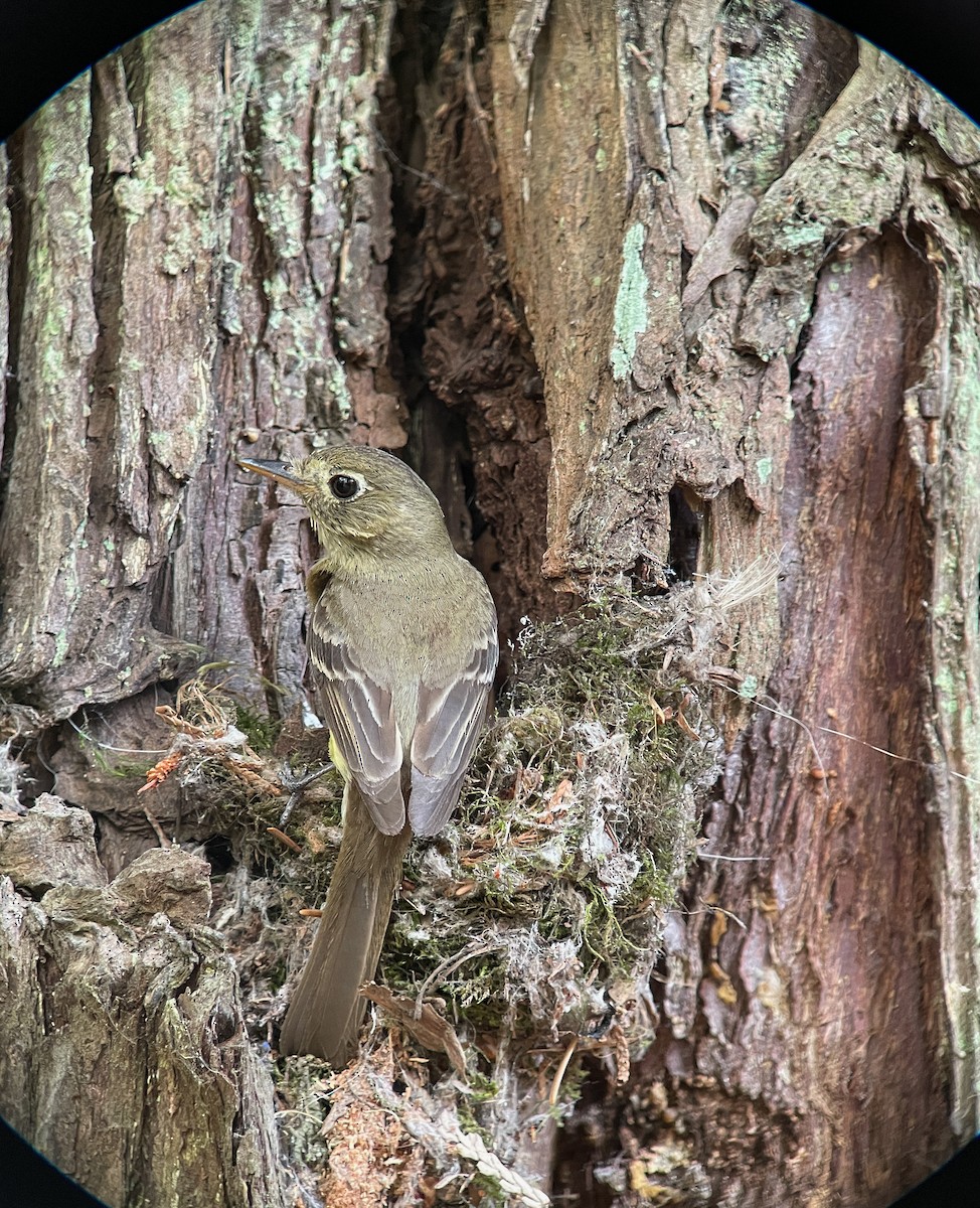 Western Flycatcher (Pacific-slope) - ML470554921