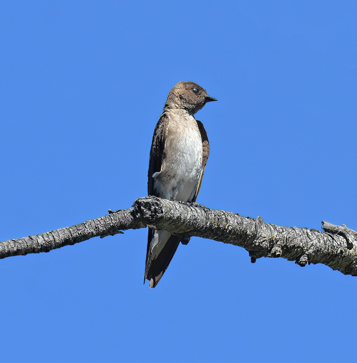 Northern Rough-winged Swallow - ML470555791