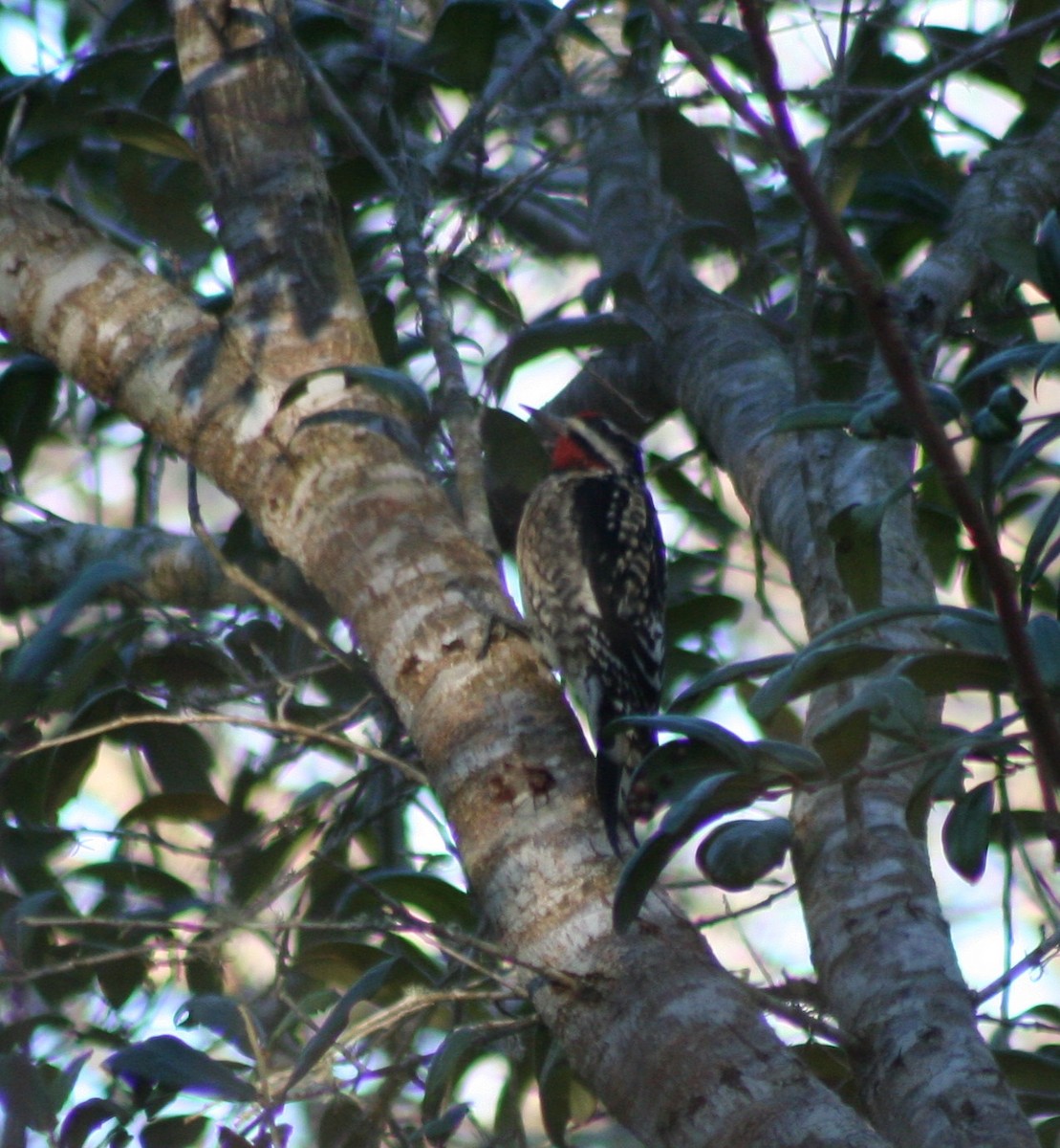 Yellow-bellied Sapsucker - ML47055801