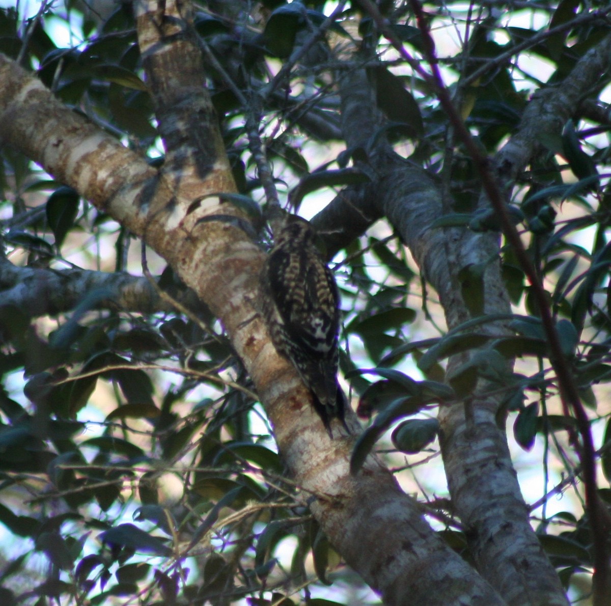 Yellow-bellied Sapsucker - Paul Sellin