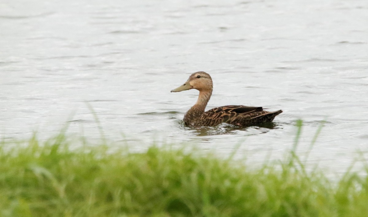 Canard brun - ML470559701