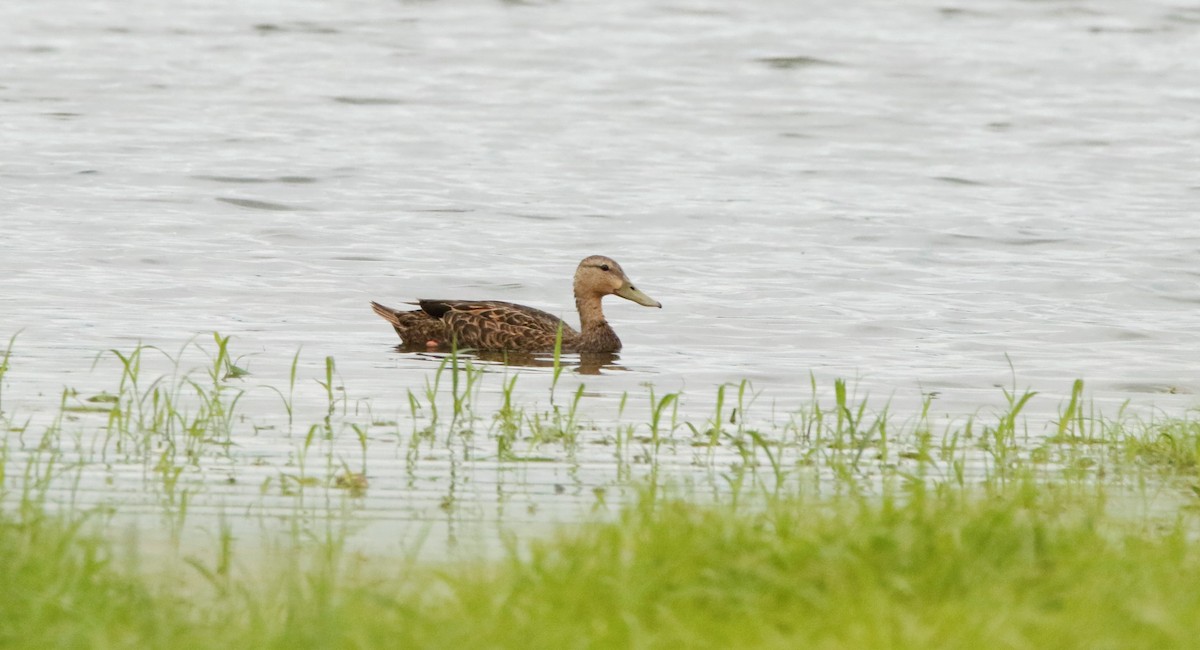 Mottled Duck - ML470559721