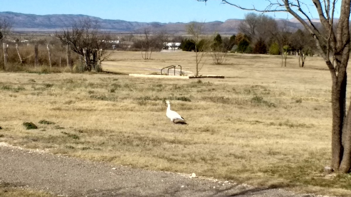 Snow Goose - ML47055981