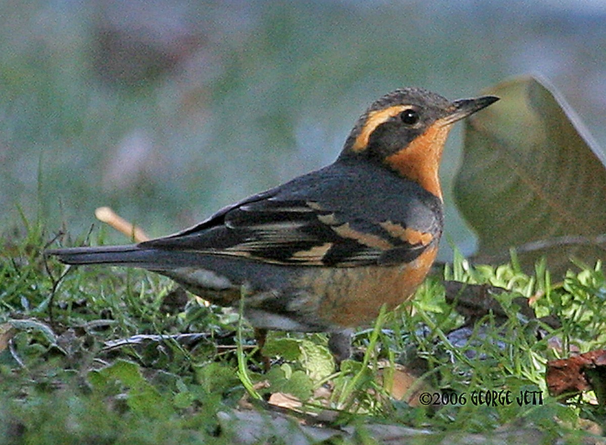 Varied Thrush - ML470560701