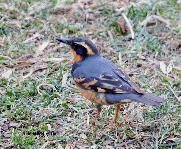Varied Thrush - ML470560771