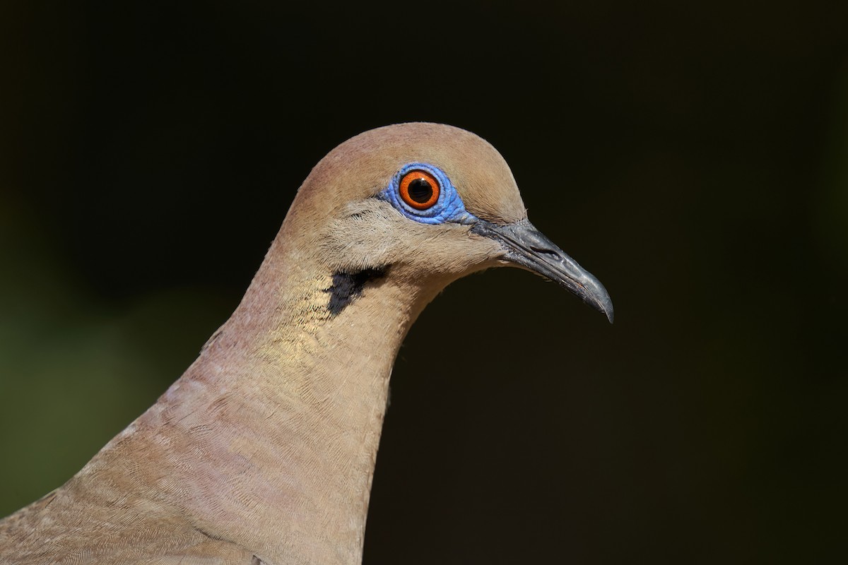 White-winged Dove - ML470561161