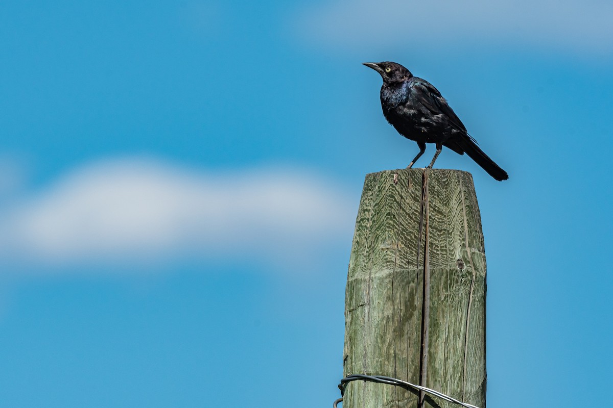 Brewer's Blackbird - ML470562331