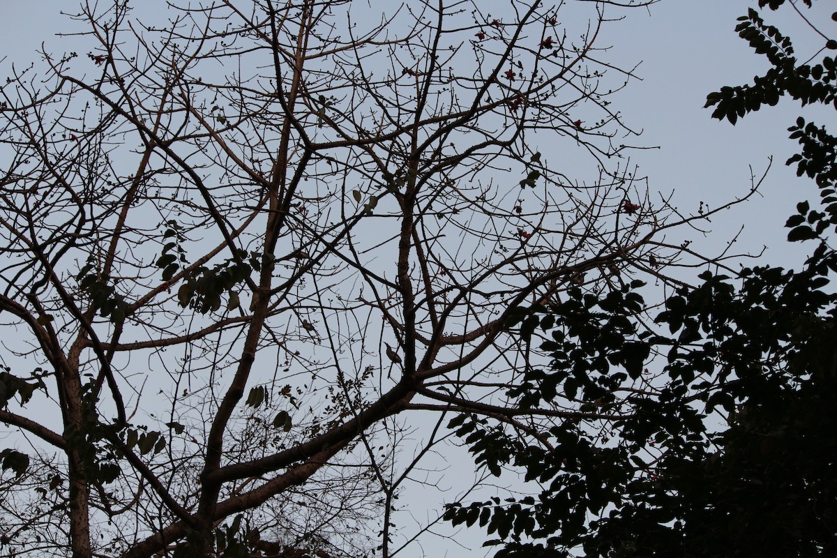 Indian Gray Hornbill - ML47056251