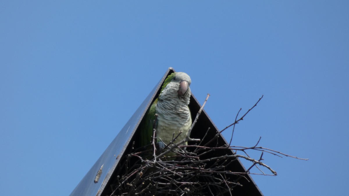 mníšek šedý - ML470563581