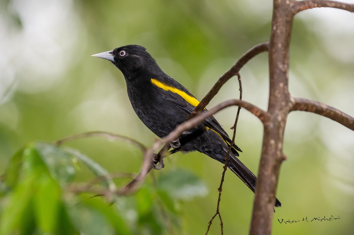 Golden-winged Cacique - ML470563631