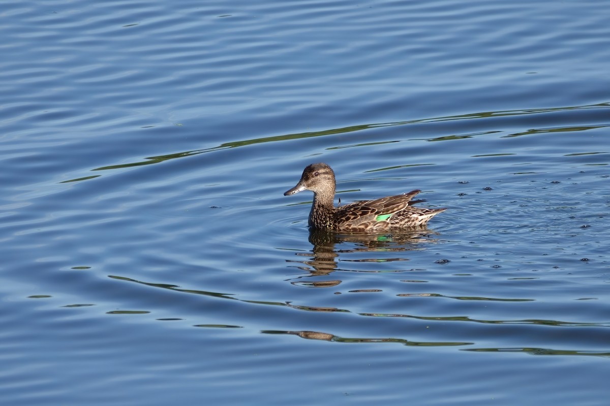 Green-winged Teal - ML470563931