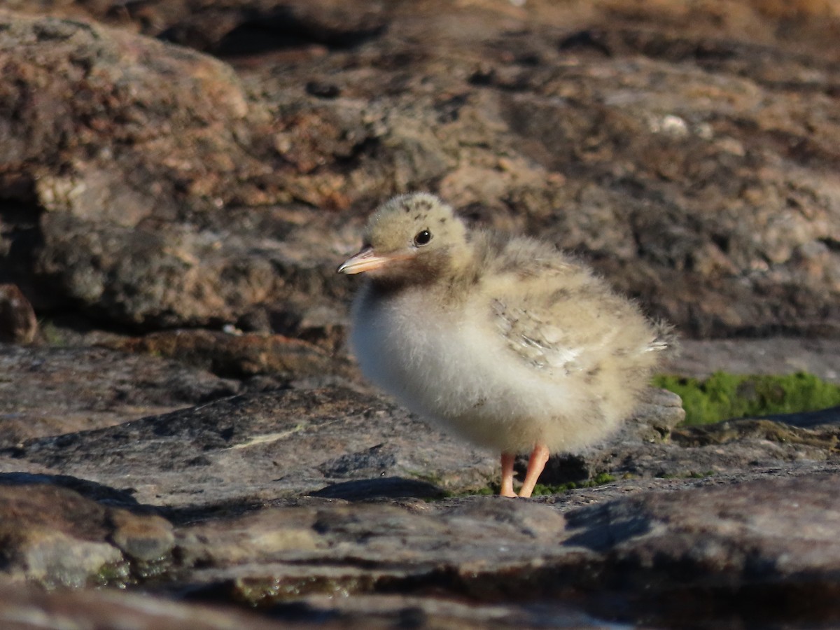 Common Tern - ML470563971