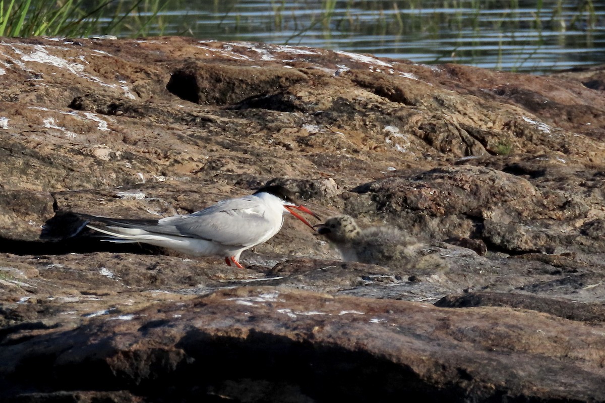 Common Tern - ML470564101