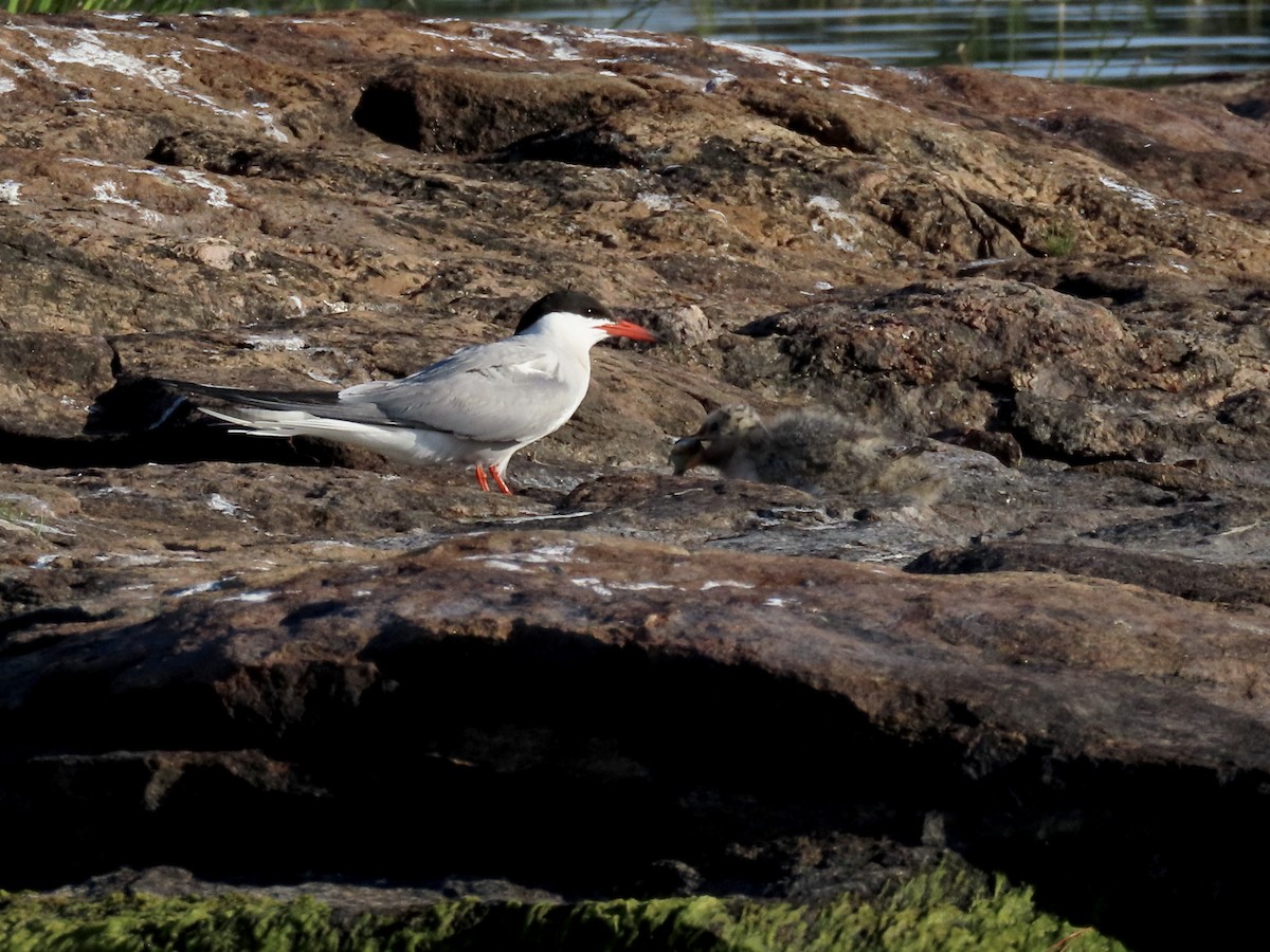 Common Tern - ML470564131