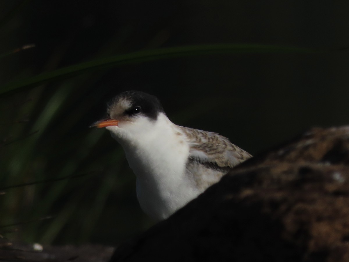Common Tern - ML470564171