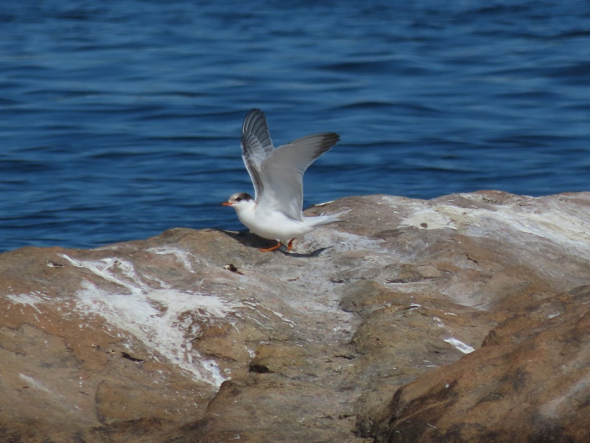 Common Tern - David and Regan Goodyear