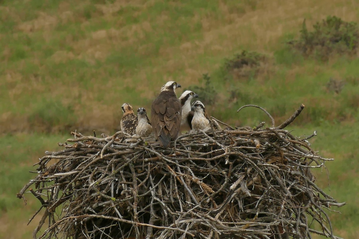 Osprey - ML470564821