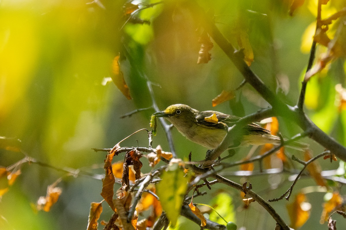 White-eyed Vireo - Camille Fieseher