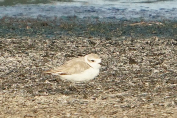 Snowy Plover - ML470566121