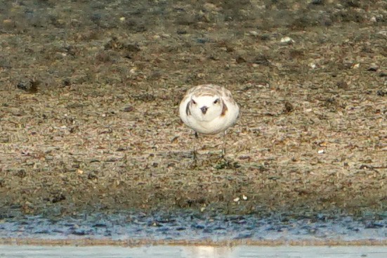 Snowy Plover - ML470566131