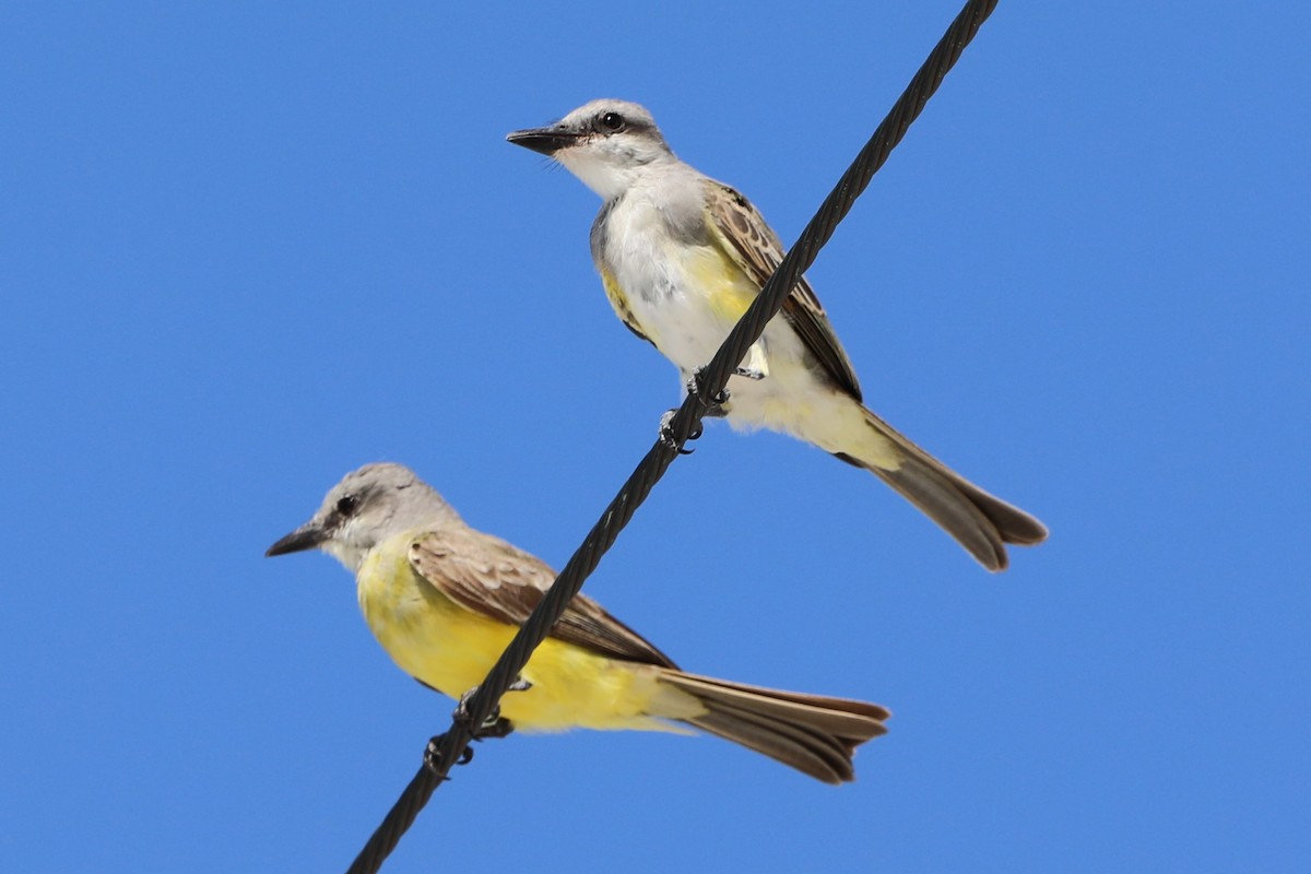 雑種 オリーブタイランチョウ x ハイイロタイランチョウ - eBird