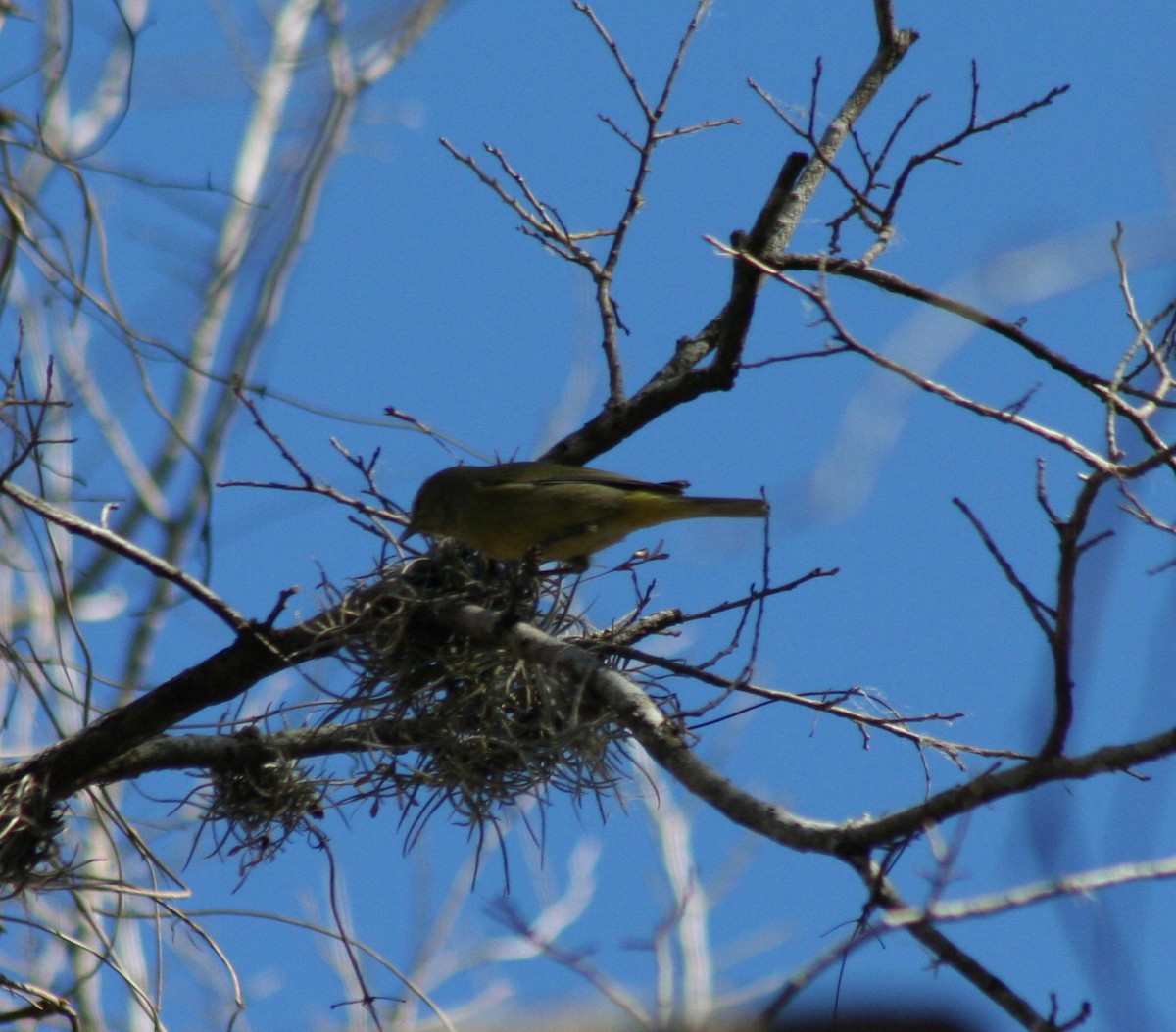 Orange-crowned Warbler - ML47056801