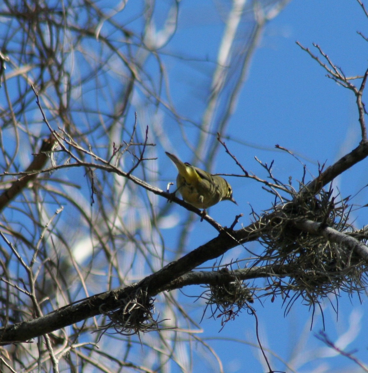 Orange-crowned Warbler - Paul Sellin