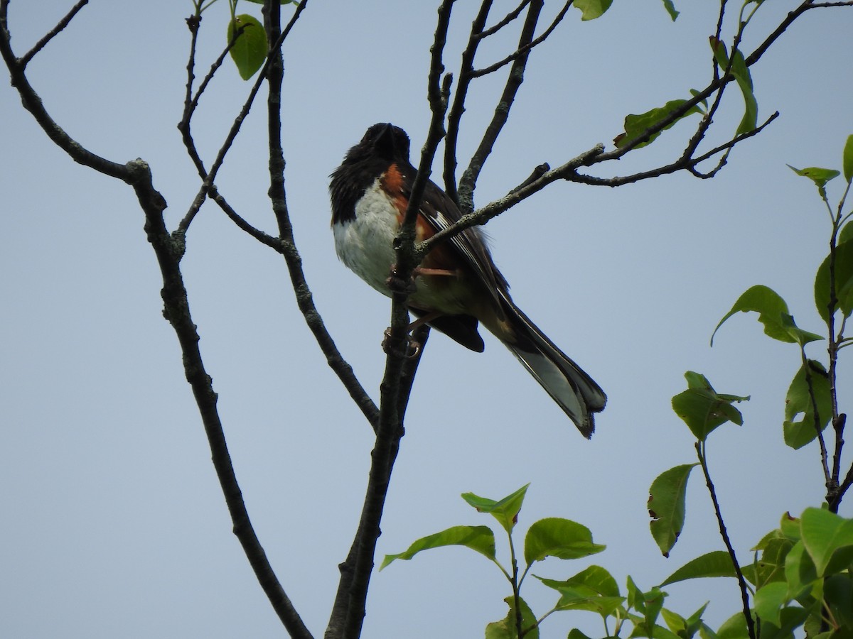 Eastern Towhee - ML470568181