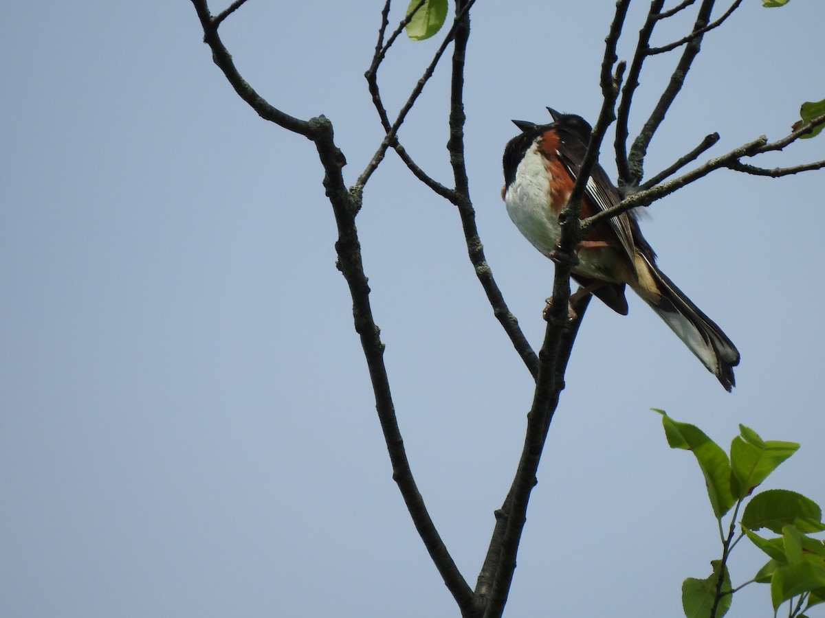 Eastern Towhee - ML470568201