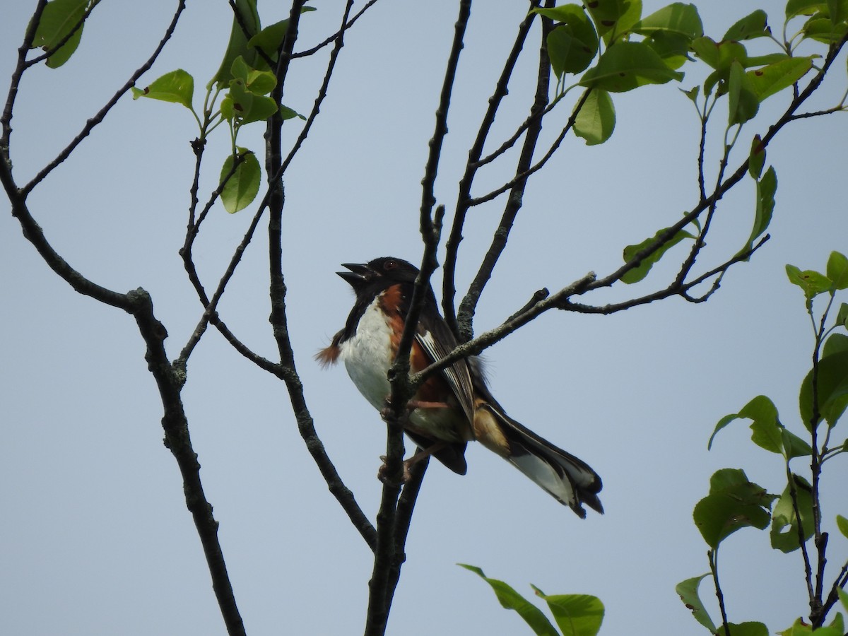 Eastern Towhee - ML470568211