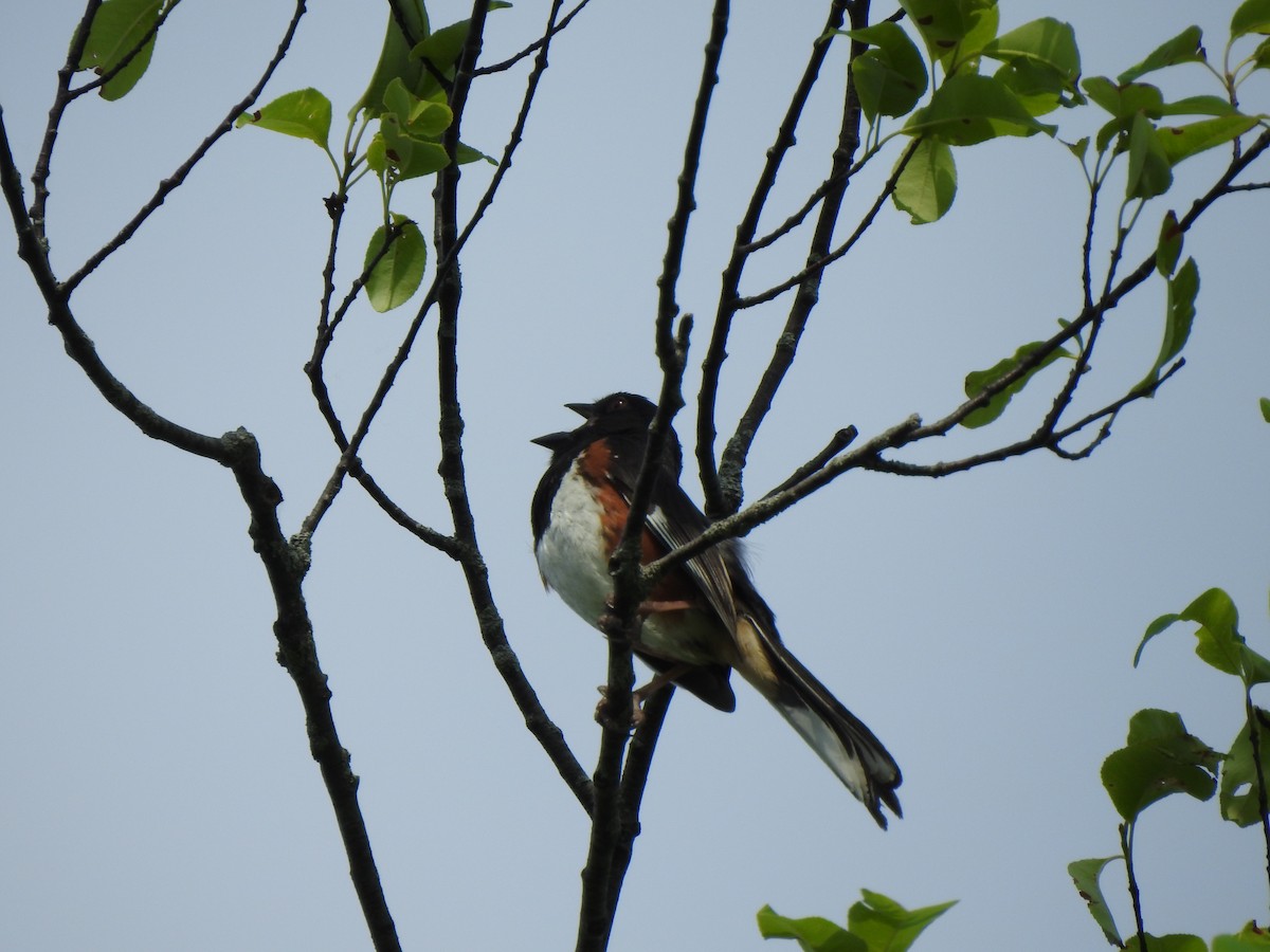 Eastern Towhee - ML470568221