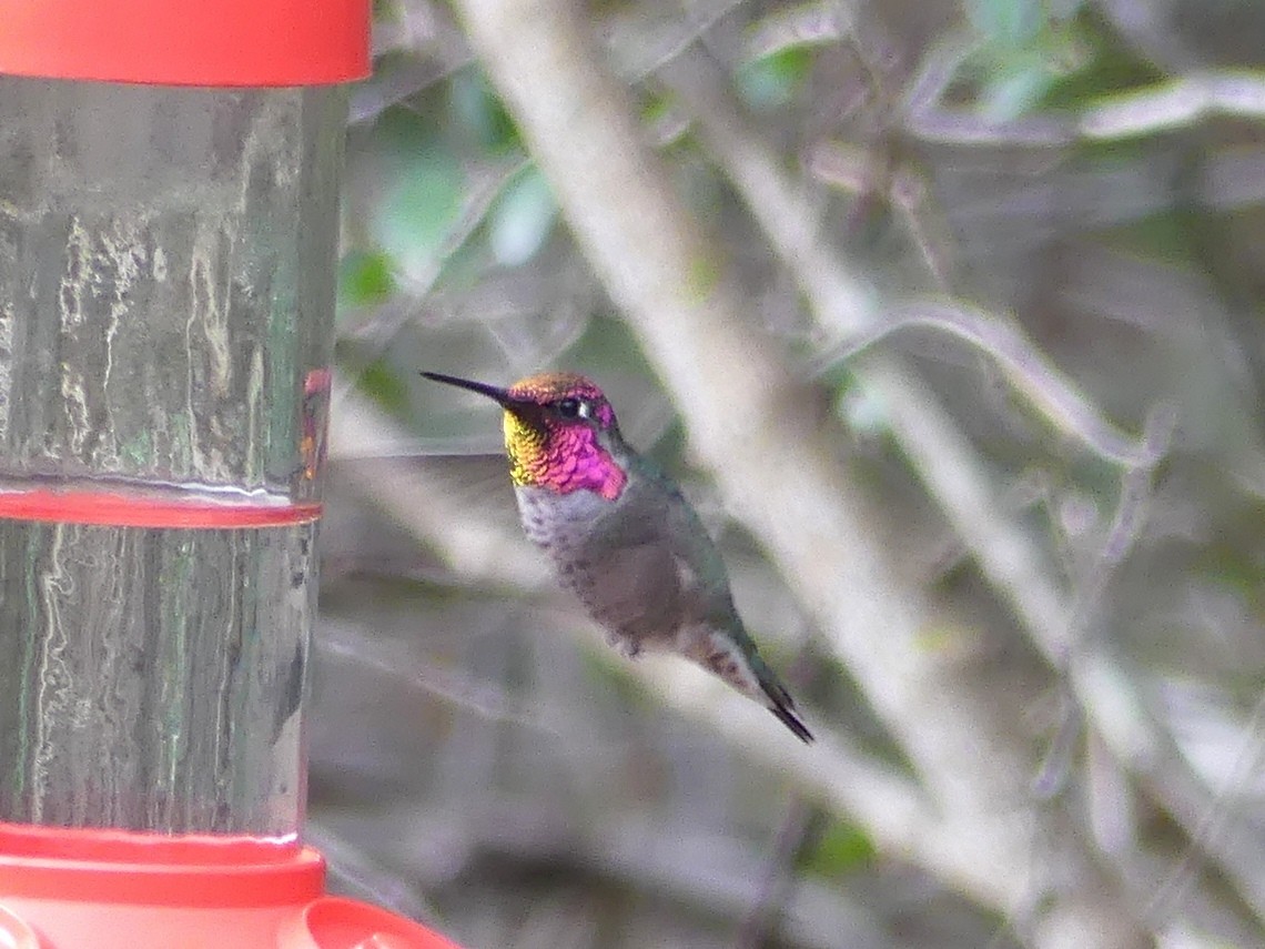 Anna's Hummingbird - ML47056851