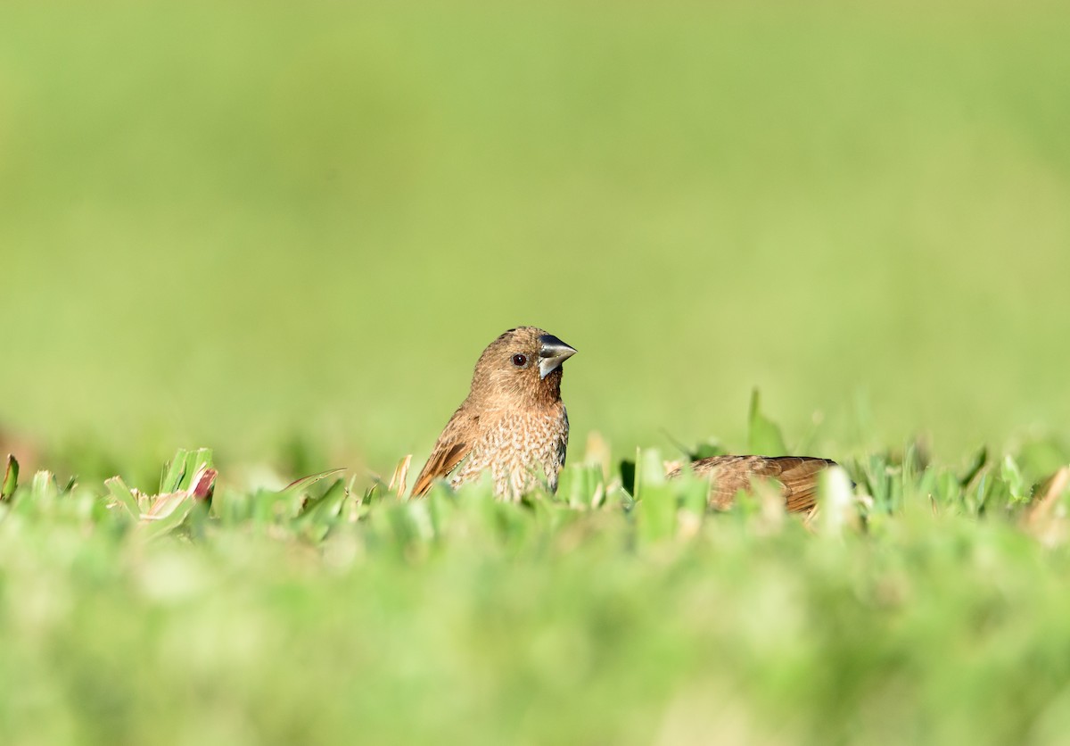 Scaly-breasted Munia - ML470569441