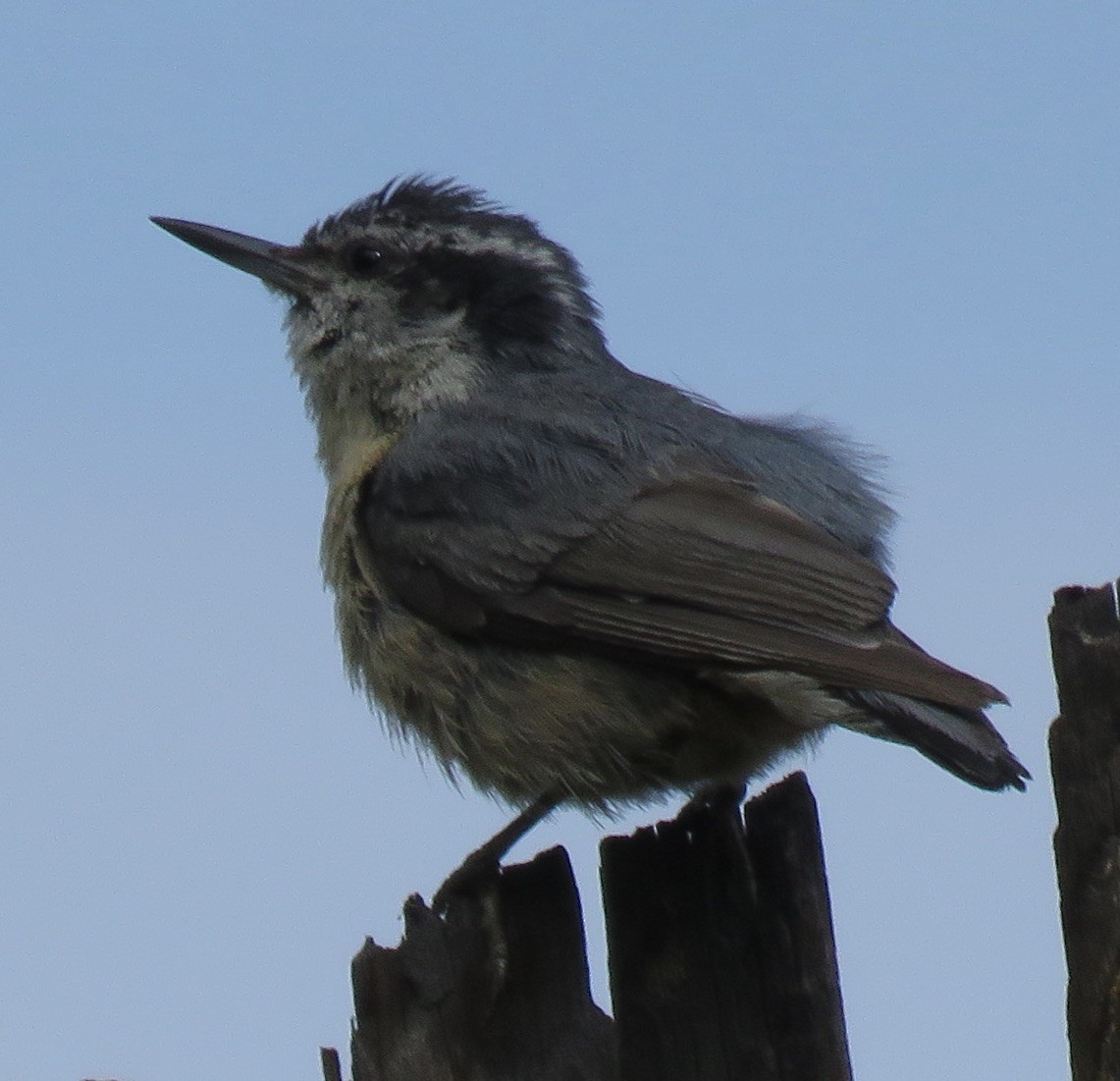 Red-breasted Nuthatch - ML470569511